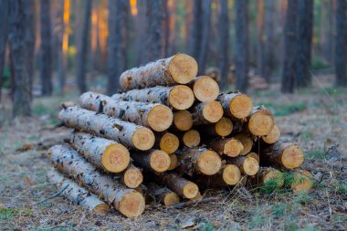 Ormanda bir çam ağacı yığını, açık hava endüstrisi sahnesi.