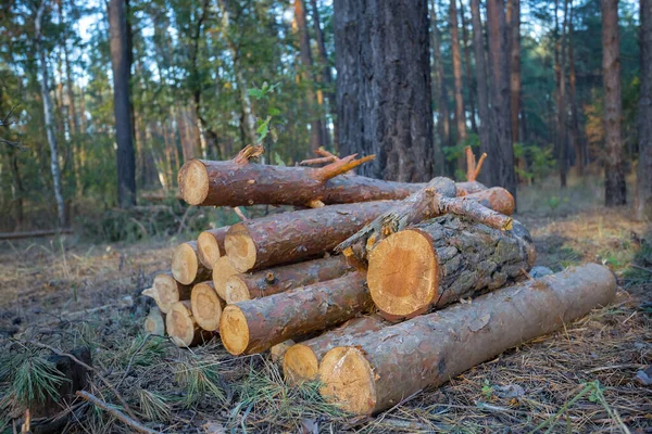 Heap Pine Tree Log Forest Outdoor Industry Scene — Stock Photo, Image