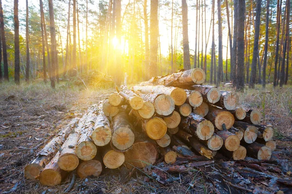 Heap Pine Tree Log Forest Sunset Outdoor Industry Scene — Stock Photo, Image