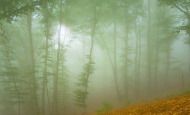 Yoğun siste dağ yamacında orman büyümesi, sakin açık havada dağ manzarası