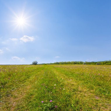 Geniş yeşil çayır. Güneşli yaz gününde toprak yolu var.