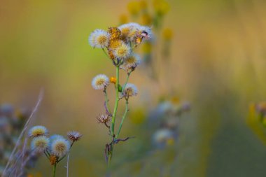 Yazın kurak bir günde, bir çayır arasında kurak çiçekler.