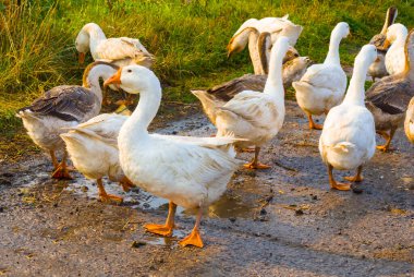 Yakından beyaz ördek sürüsü yerde yürüyor.