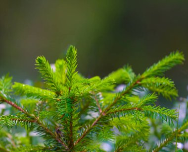 Köknar ağacının doğal arkaplanını kapat