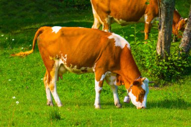 Kahverengi inek sürüsü yeşil kırsal çayırlarda otluyor, yaz çiftliği sahnesinde.