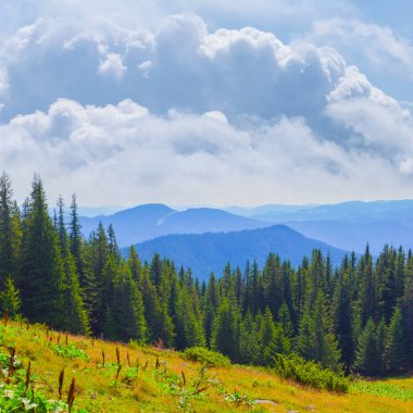 Mavi bulutlu gökyüzünün altında köknar ormanı olan yeşil dağ vadisi