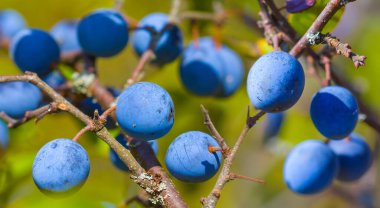 Yakın çekim Blackthorn çalısı olgunlaşmış meyvelerle