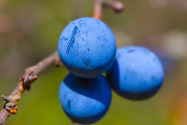 Yakın çekim Blackthorn çalısı olgunlaşmış meyvelerle