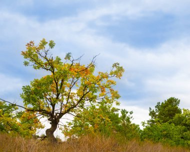 Kapalı kırmızı meşe ağacı ormanın ortasında mavi bulutlu bir gökyüzünün altında