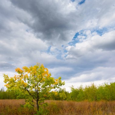 Kapalı kırmızı meşe ağacı ormanın ortasında mavi bulutlu bir gökyüzünün altında