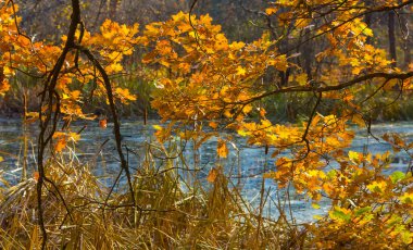 Sakin göl kıyısındaki kırmızı kuru sonbahar ağacı