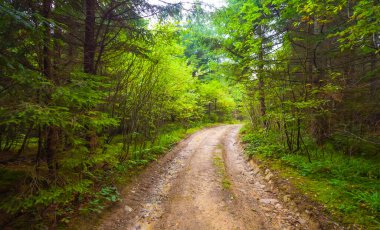 Yeşil ormanın içinde kırsal zemin yolu