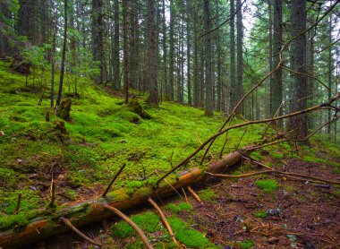 Yeşil yamaçtaki köknar ağacı ormanı.