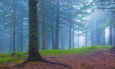 Yoğun mavi sisli yeşil köknar ağacı ormanı