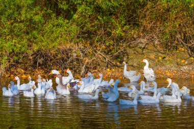 Yakından beyaz ördek sürüsü nehirde yüzüyor, kırsal alanda.