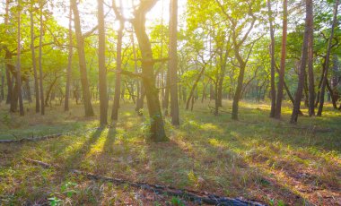 Sonbahar ormanı pırıl pırıl güneş ışığında açıklık, güzel mevsimlik açık hava manzarası