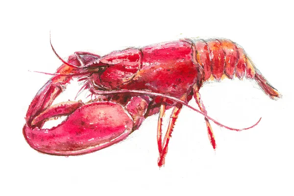 Watercolor illustration of a lobster on a white background — Stock Image Watercolor Illustration Lobster White Background Stock Image