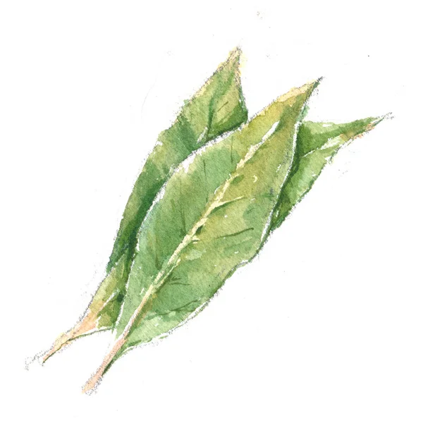 Watercolor botanical, realistic illustration, a sketch of a bay leaf on a white background — Stock Image Watercolor Botanical Realistic Illustration Sketch Bay Leaf White Background Stock Picture