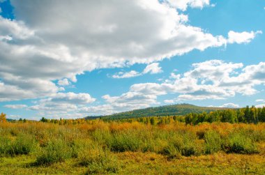 Mavi gökyüzünün arka planında muhteşem bulutları olan güzel bir tarla. Parlak güneşli bir akşam. Sonbahar havası. Rusya 'nın güzel doğası.