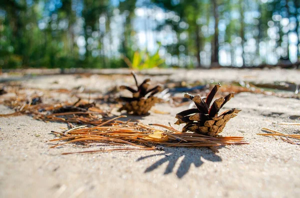 Pinecones Lie Ground Forest Sun Shines Brightly Pine Cones Beautiful Stock Photo