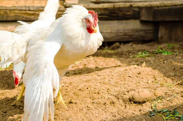 White hens are freely walking in the farmyard looking for food. Hen ruffled and raised wing. Chickens in coop closeup. oncept of farming and poultry farming. Green grass lies on ground. Sunny day.