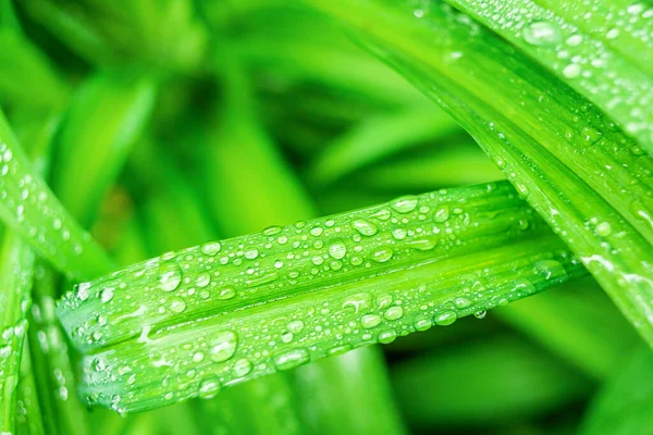 Taze, yemyeşil çimenler ve yazın yağmur damlaları. Su damlacıkları açık havada sulu çimenlerin üzerinde. Saflık ve tazelik kavramı. Yaz günü. Doğa duvar kağıdı. Yakın görünüm.