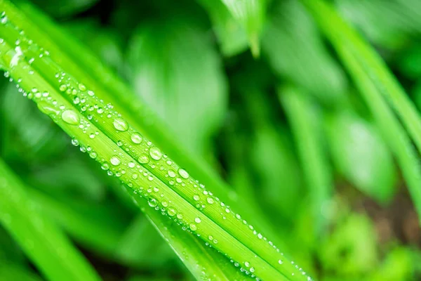 Erba Fresca Rigogliosa Verde Con Gocce Pioggia Estate Belle Goccioline — Foto Stock