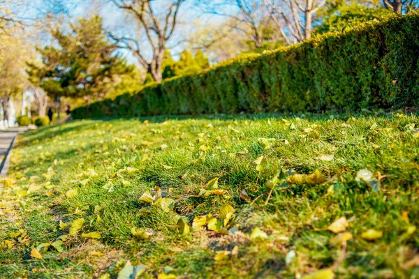 Sunny autumn morning in the city. The green lawn is covered with yellow fallen leaves. Autumn cityscape. Fall season. City scenes. Bright clear day.