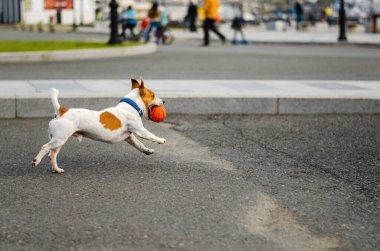 Tatlı köpek Jack Russell Terrier turuncu oyuncak topuyla sokakta koşuyor. Dışarıda top oynayan komik köpek yavrusu. Mutlu hayvan.