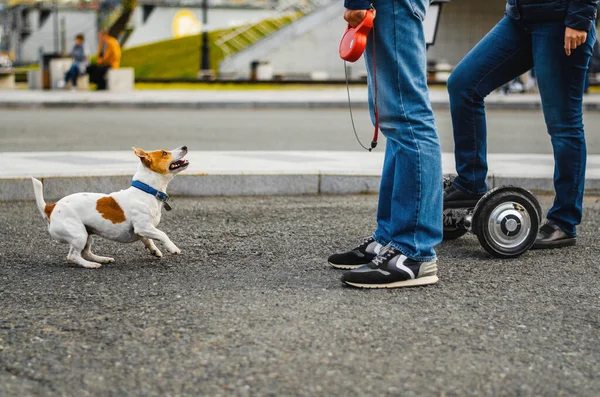 Cão Engraçado Jack Russell Terrier Brincando Com Pessoas Rua Cãozinho — Fotografia de Stock