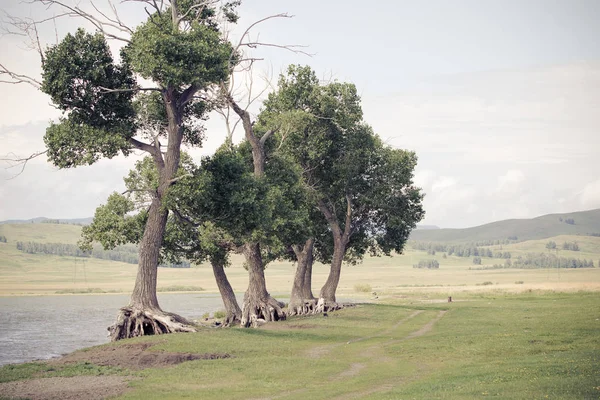 Magnitogorsk, Rusya, 04.06.2012, göle yakın ağaçlar, Başkurdistan Cumhuriyeti