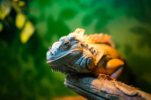 iguana on a branch in a contact zoo