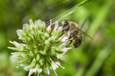 arı bal bir çiçek toplama