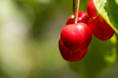 su damlaları ve tatlı kiraz