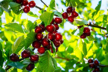 su damlaları ve tatlı kiraz