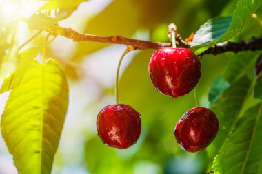 su damlaları ve tatlı kiraz