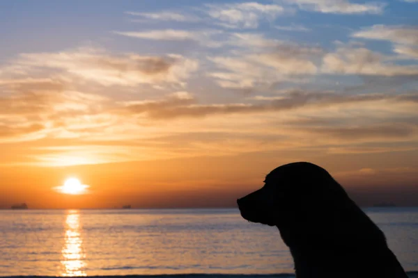 sunrise and dog silhouette