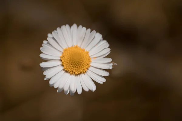 朝の光と野生の花 — ストック写真