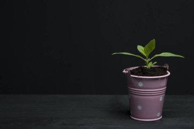 küçük pot ve küçük bitki