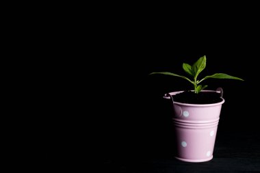 küçük pot ve küçük bitki