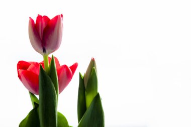 kırmızı lale ve gün ışığından yararlanma