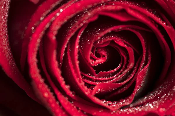Mrożone Czerwona Róża Zbliżenie — Zdjęcie stockowe