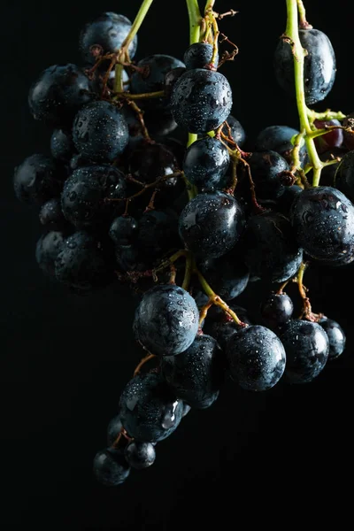 Raisins Noirs Doux Gouttelettes Eau — Photo