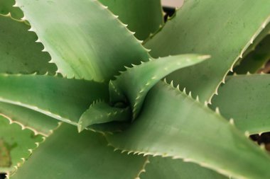 Aloe vera dilimlenmiş güzellik tesisi