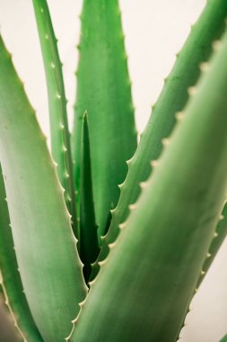 Aloe vera dilimlenmiş güzellik tesisi