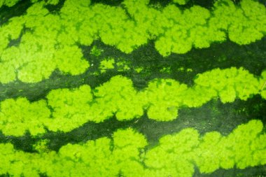 Beyaz arkaplanda olgun karpuz