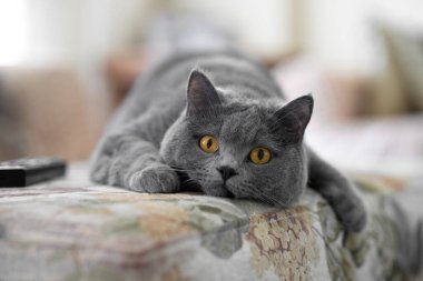 İngiliz kısa kedisi kanepede