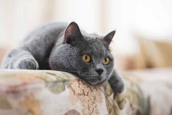 British Shorthair Cat Couch — Stock Photo, Image