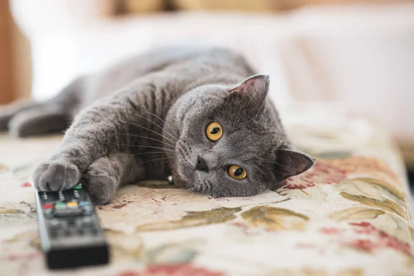 İngiliz kısa devre kedisi kanepede ve TV uzaktan kumandasında