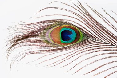 Güzel renkli olgun erkek tavus kuşu tüyü